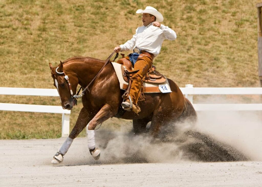 Types of Horses 13 American Horses