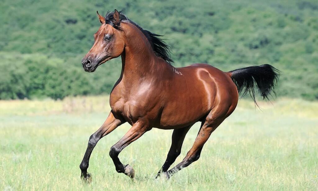 Types of Horses 12 Arabian Horse