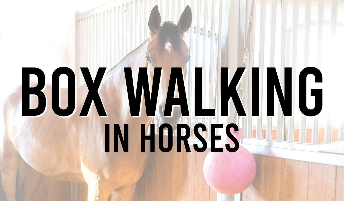 Box Walking in Horses
