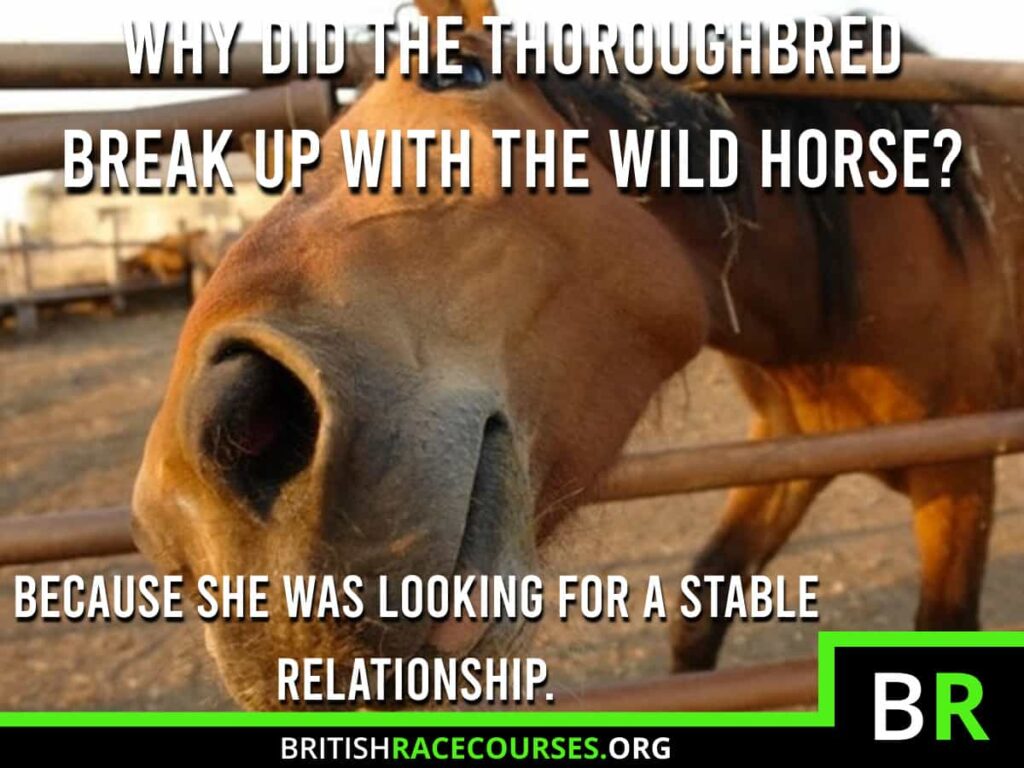 Background of goofy horse with text saying "WHY DID THE THOROUGHBRED BREAK UP WITH THE WILD HORSE? BECAUSE SHE WAS LOOKING FOR A STABLE RELATIONSHIP.". The British Racecourse Logo is in the bottom right with a black strip covering the bottom with the website url www.britishracecourse.org.