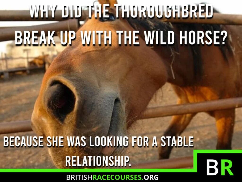 Horse Racing Memes 28 Background of goofy horse with text saying "WHY DID THE THOROUGHBRED BREAK UP WITH THE WILD HORSE? BECAUSE SHE WAS LOOKING FOR A STABLE RELATIONSHIP.". The British Racecourse Logo is in the bottom right with a black strip covering the bottom with the website url www.britishracecourse.org.
