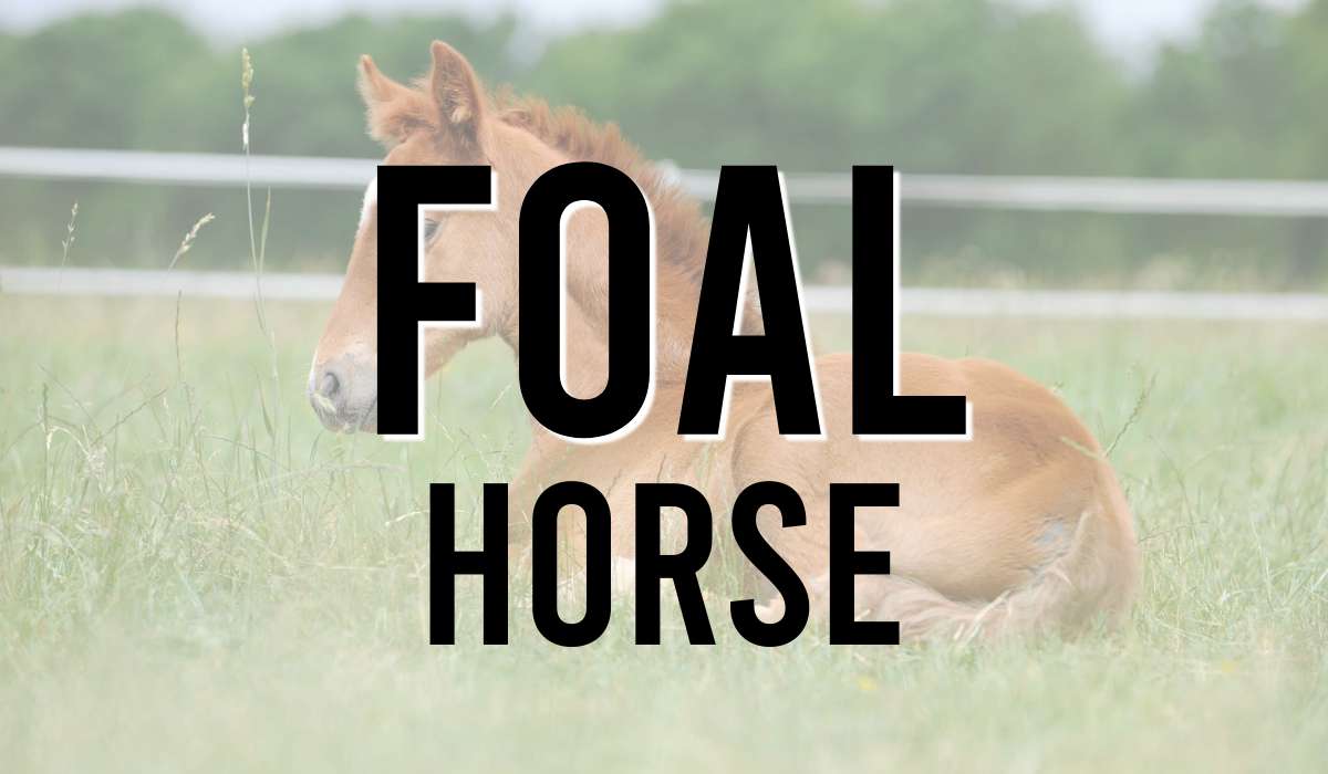 Foal Horse