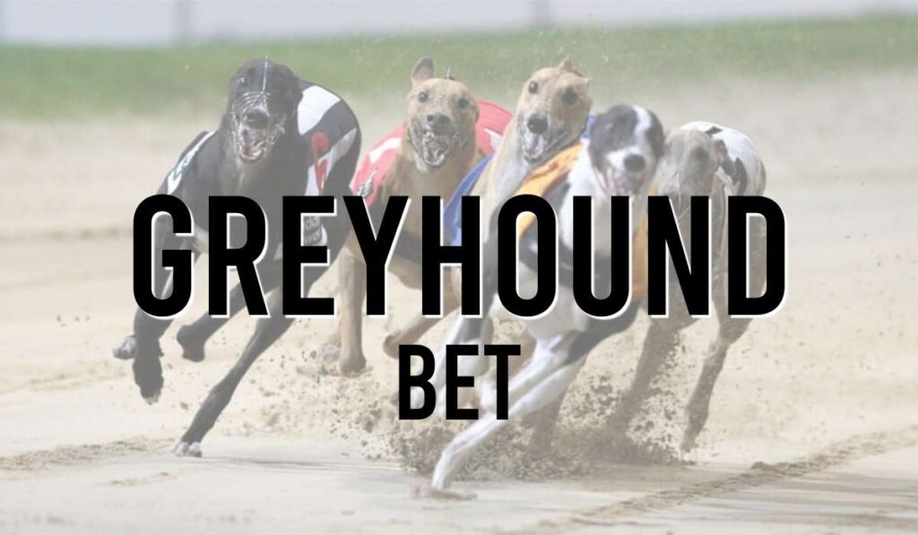 Greyhound Bet