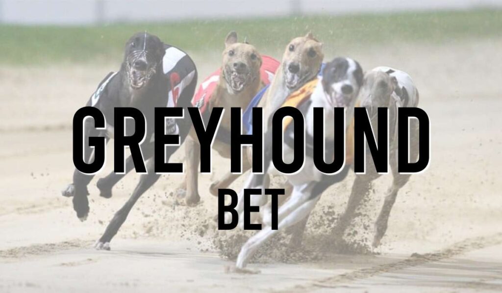 Greyhound Bet 1 Greyhound Bet