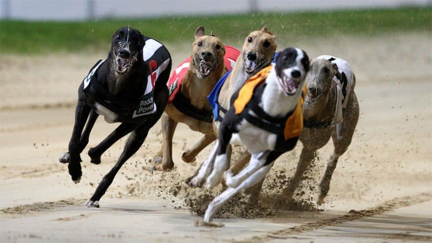 Greyhounds betting sports betting lr