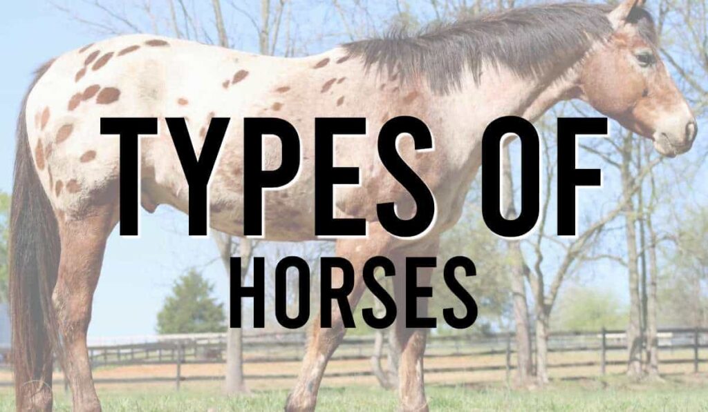 Types of Horses