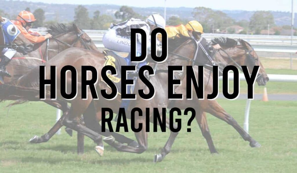Do Horses Enjoy Racing?